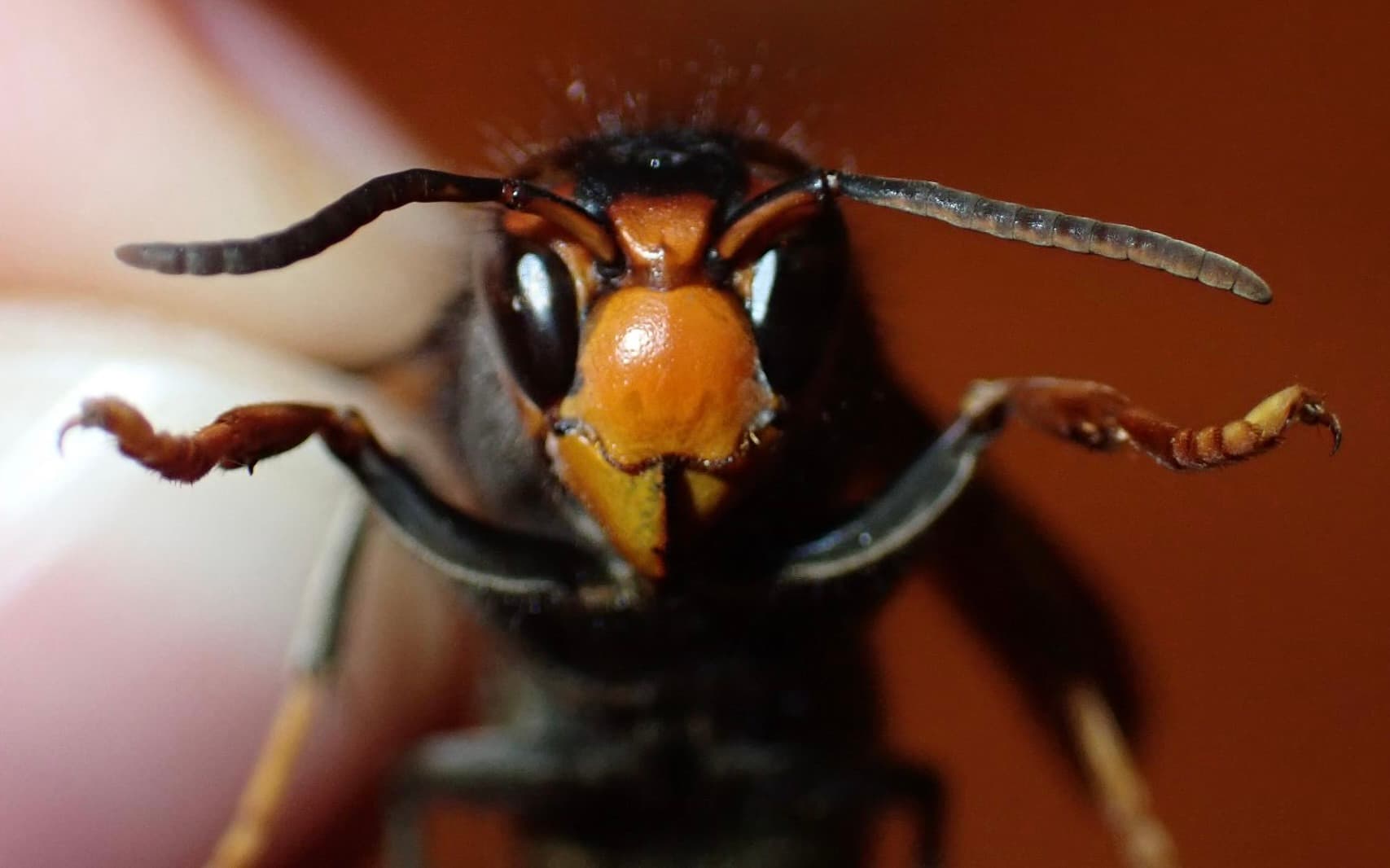 Vespa velutina